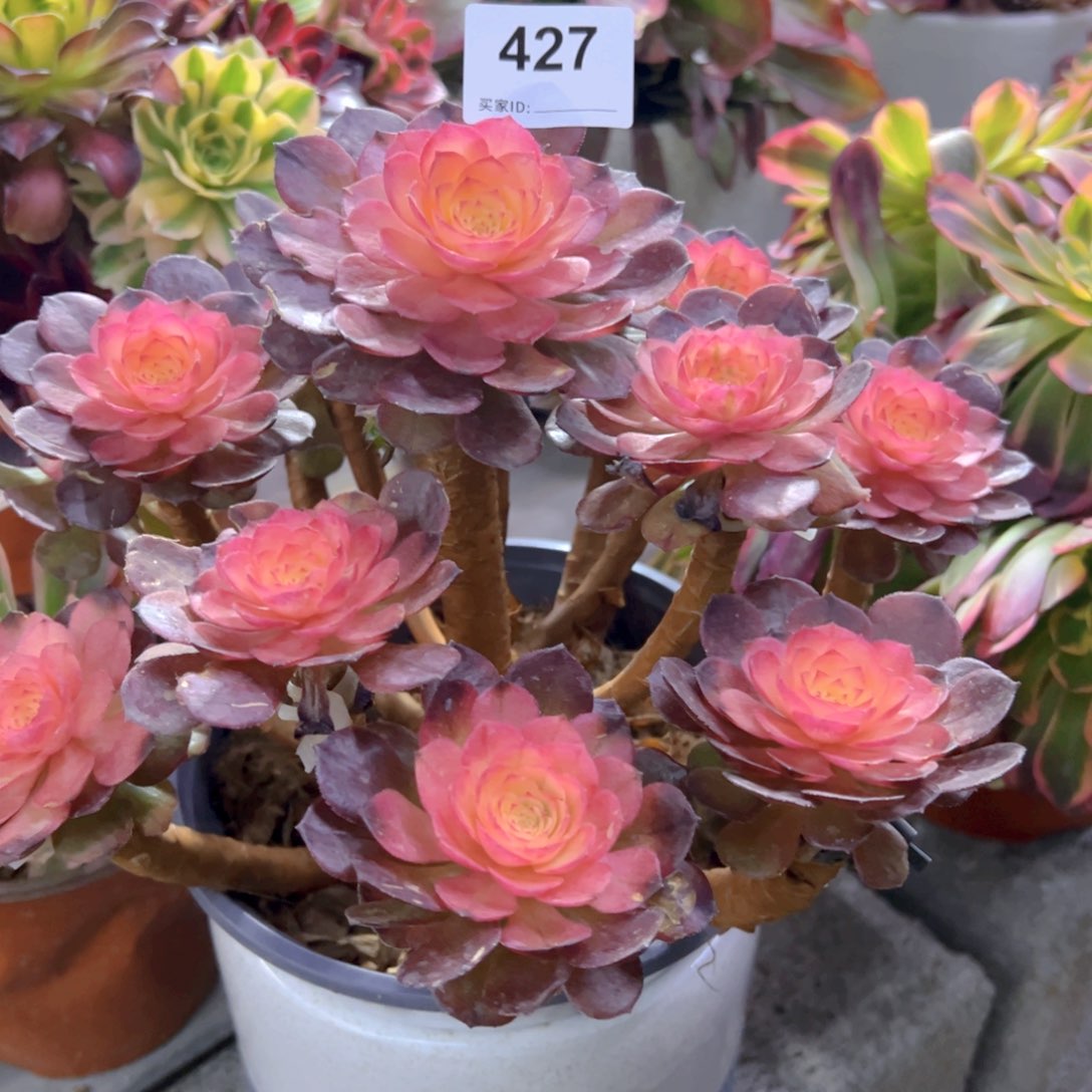 太*427号嫁接荔枝多肉