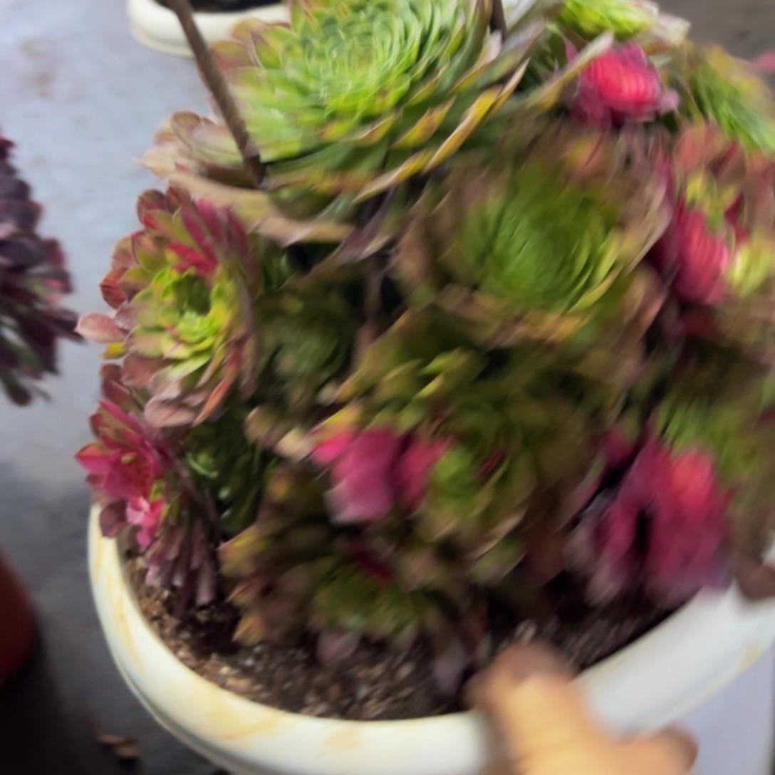 哈哈多肉植物知否253