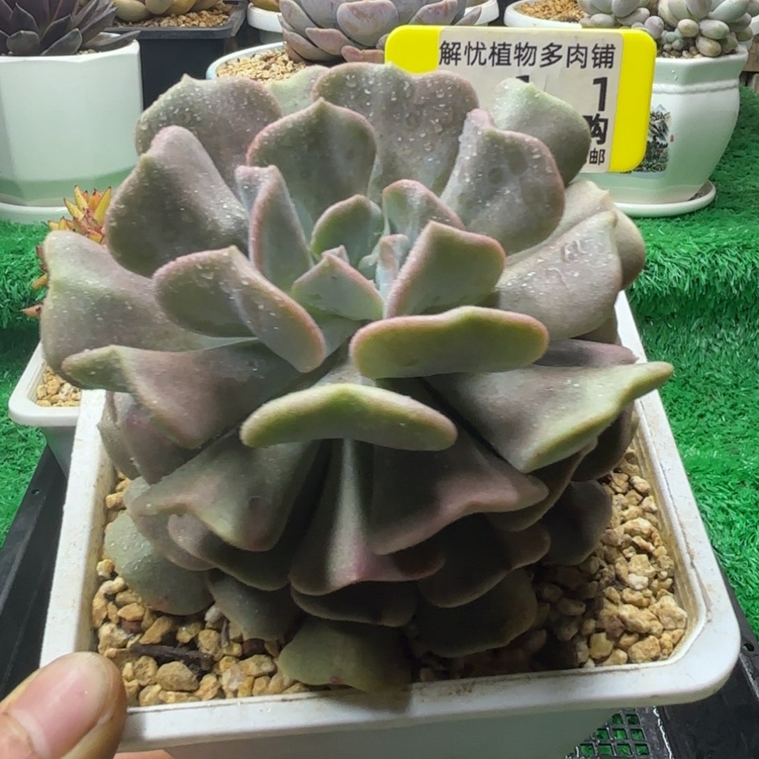 解忧多肉植物编号111