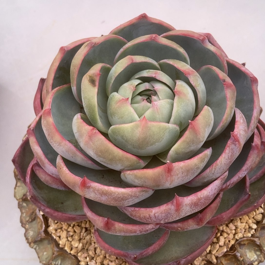 惊鸿多肉多肉多肉多