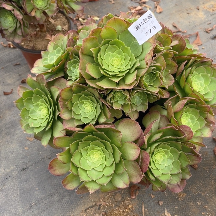 773万圣夜法师多肉断枝不售后