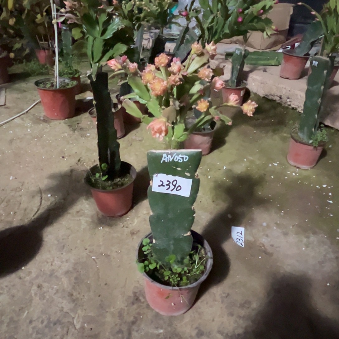 完全开放2390A050