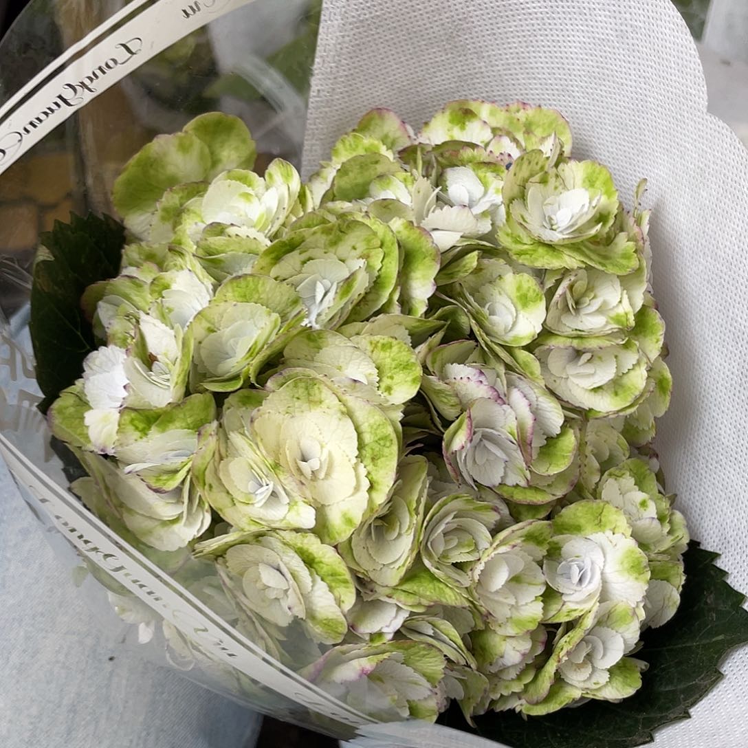 203号绣球1支三单包邮