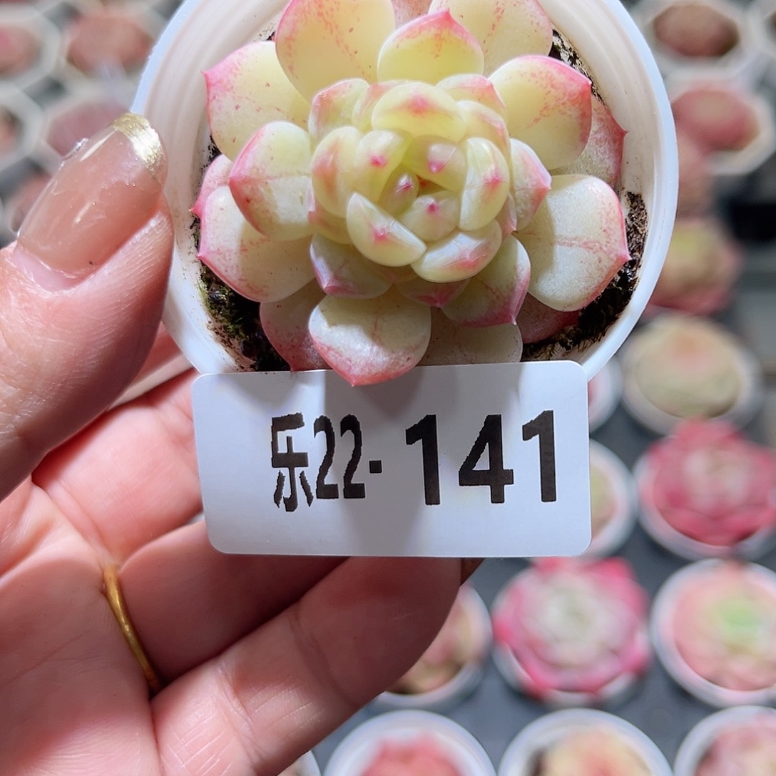 乐22-141 琴心单头 