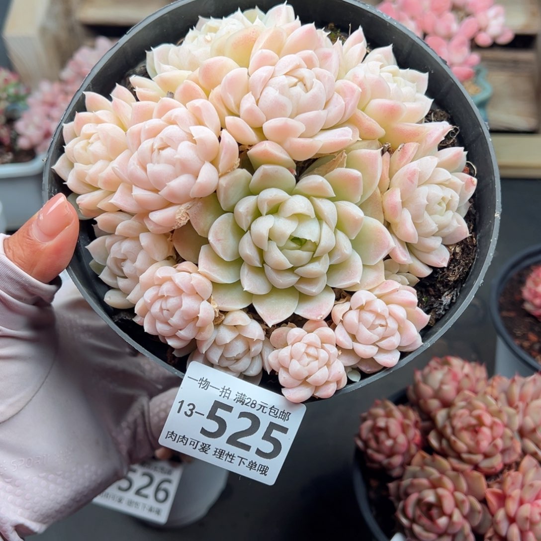 白月影多肉多肉多肉多肉