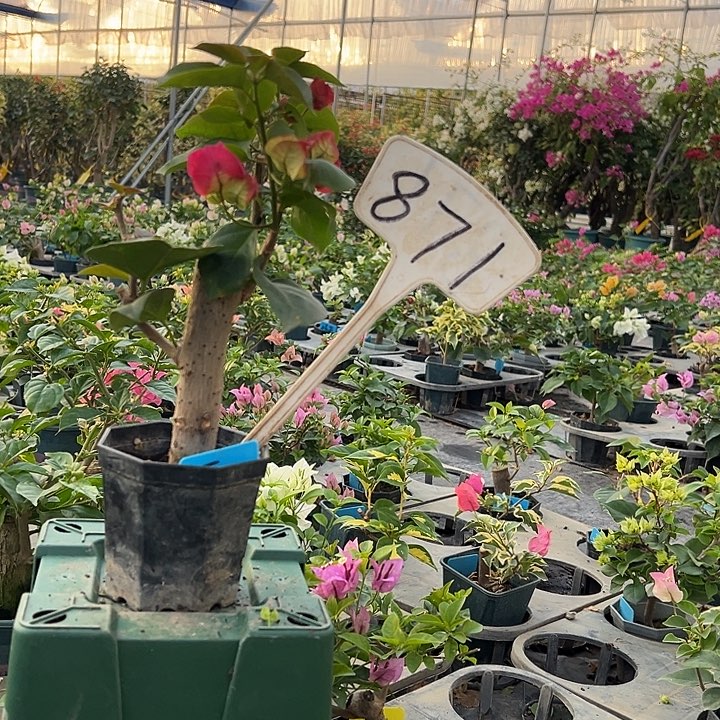 当前无花栽培后可以开花印度画报 大宝871