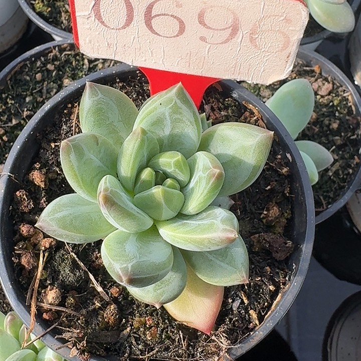 美人696多肉植物