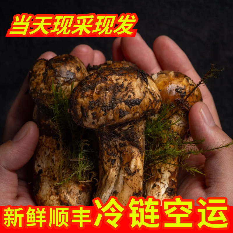 新鲜云南松茸菌食用菌特产菌高山产地采摘炖汤食材顺丰空运直达