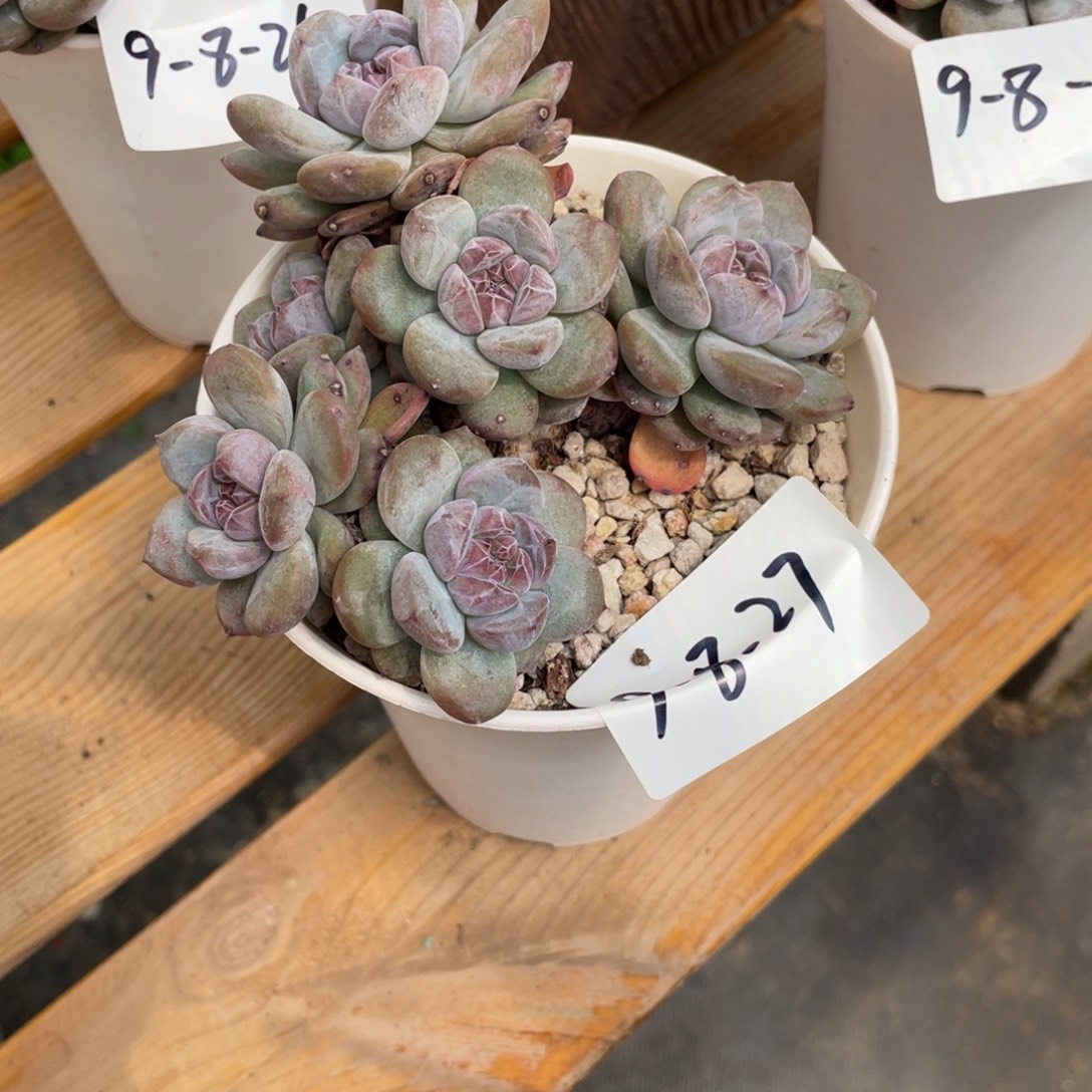 9-8-27静好多肉园艺