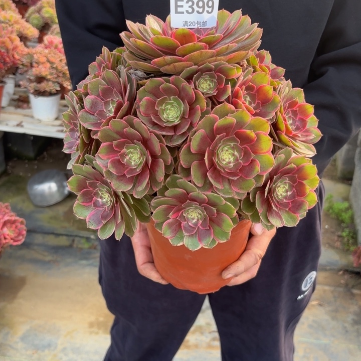 瑞妈，，，，，，399。粉花妖，