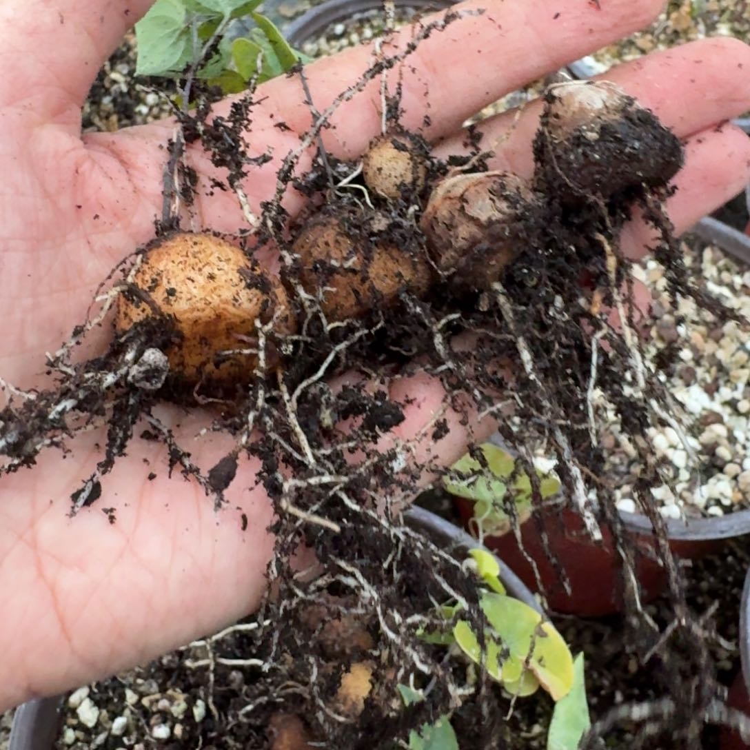 南非龟甲龙一物一拍多肉3