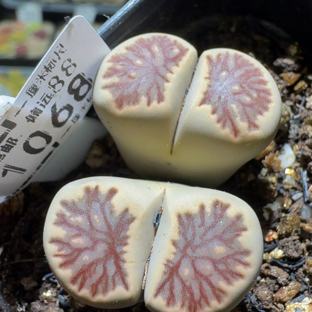 Sss清仓便宜出了1068