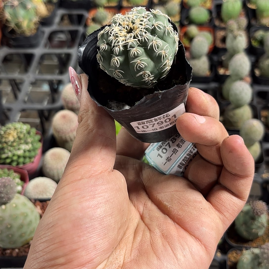 半***半107901一物一拍单头发货