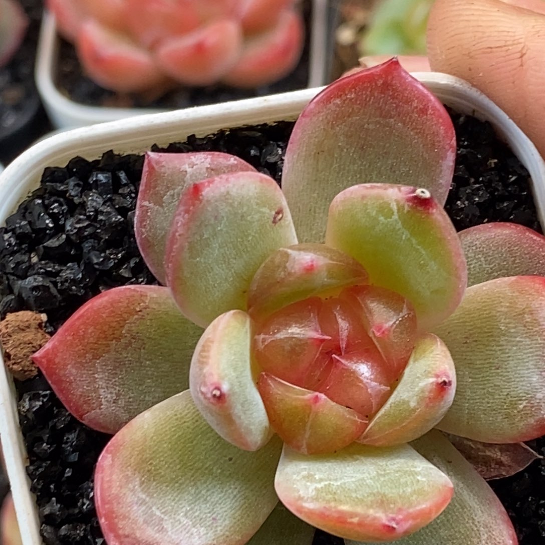 天官赐福百无禁忌