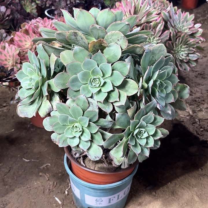 多肉植物翡翠城87