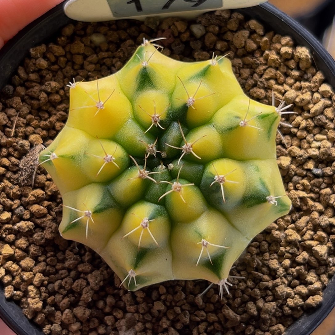 金丝雀 米哈仙人球