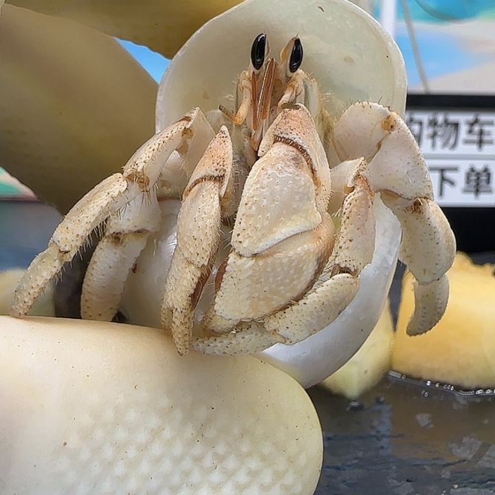 A58奶黄色2.1cm口径