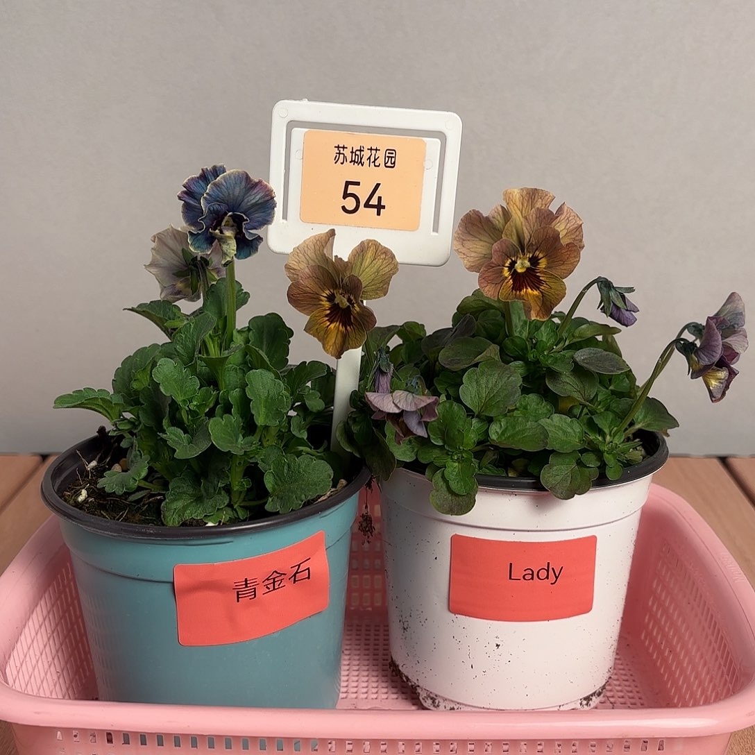 大部分开放少量花苞54