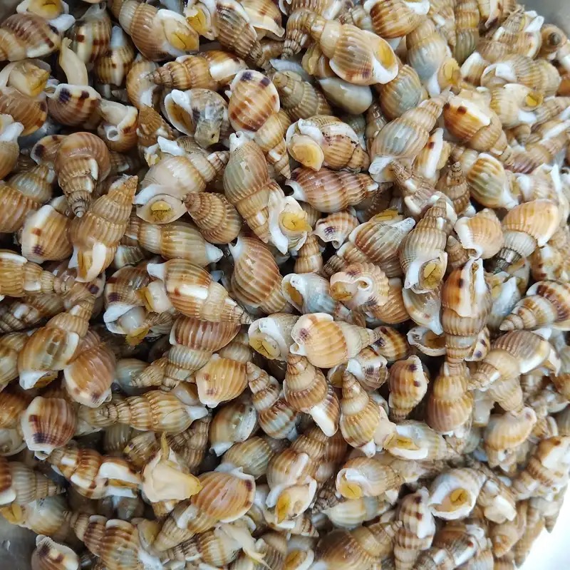 【鲜活】海螺丝45元一斤