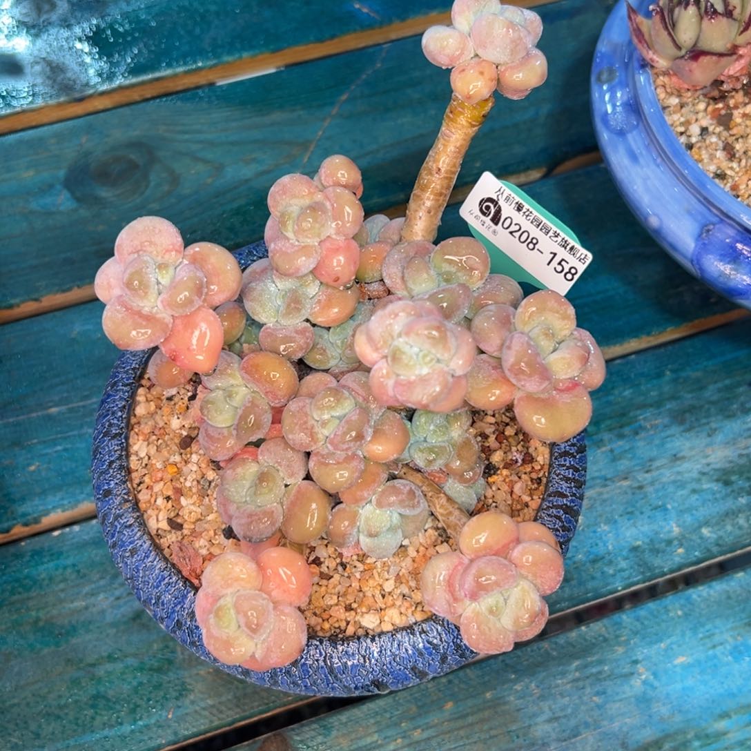 多肉一物一拍0208-158