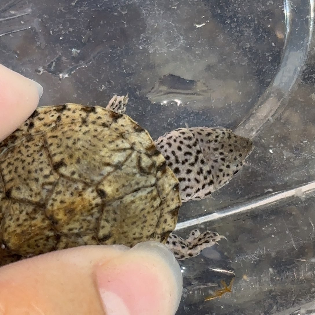 宠物龟不分公母红领巾粗满文黑刀