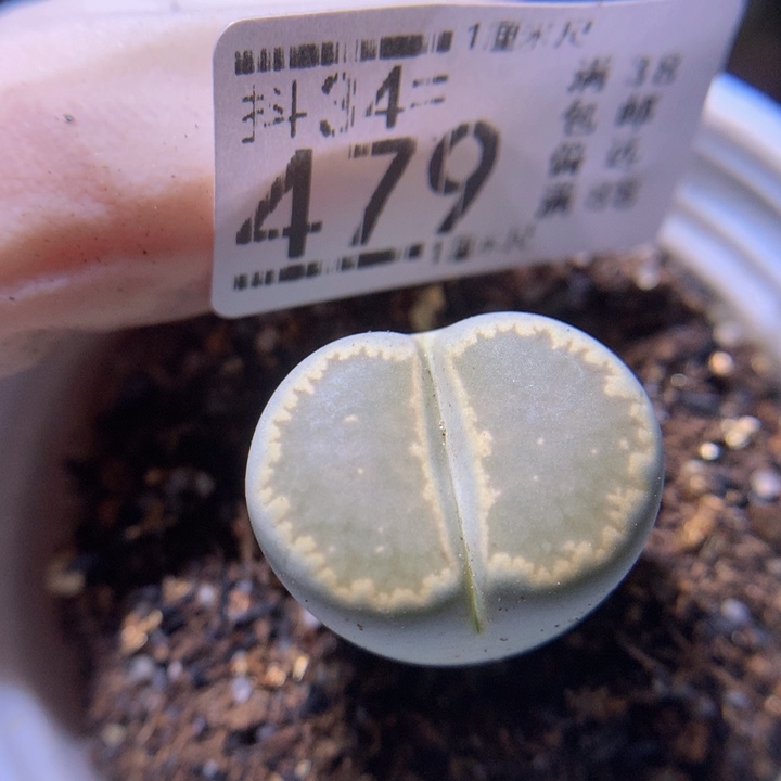 精品生石花34.479