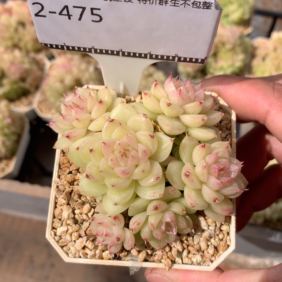 编号麦秆精品多肉