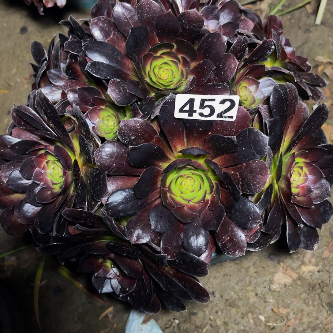 法师法师15-36包邮法师