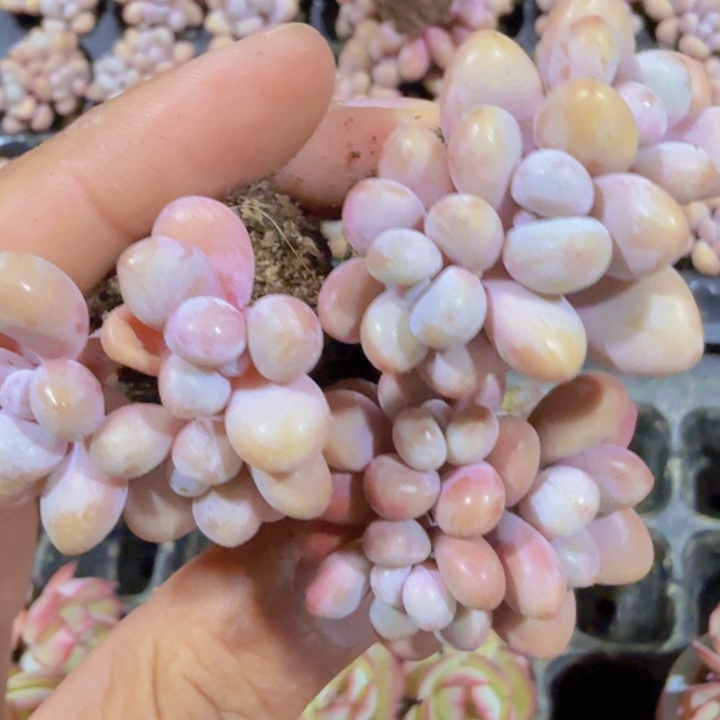 桃蛋穴盘五颗一组