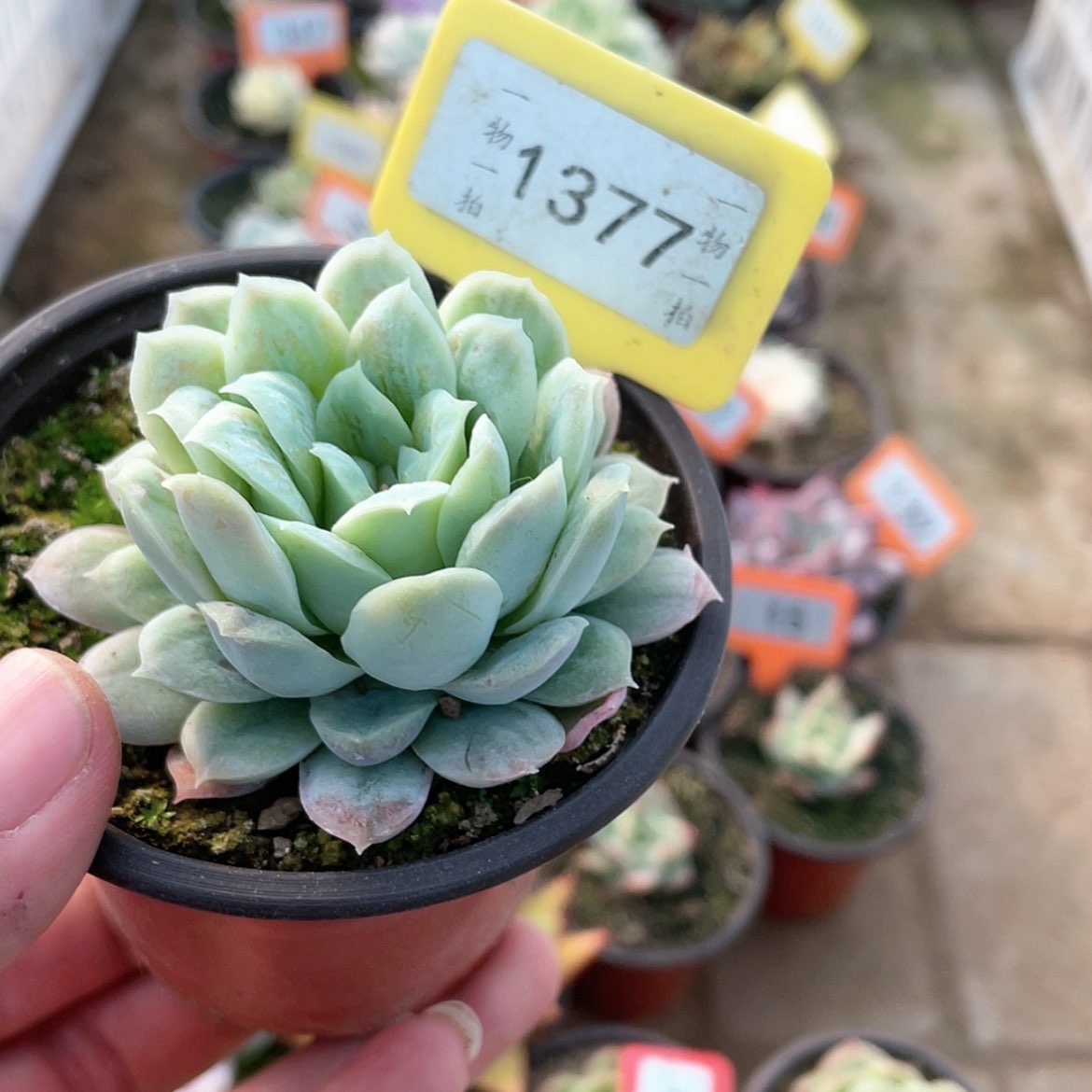 【闪购商品】1377号