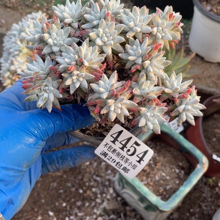 454号白菊多肉植物有瑕疵