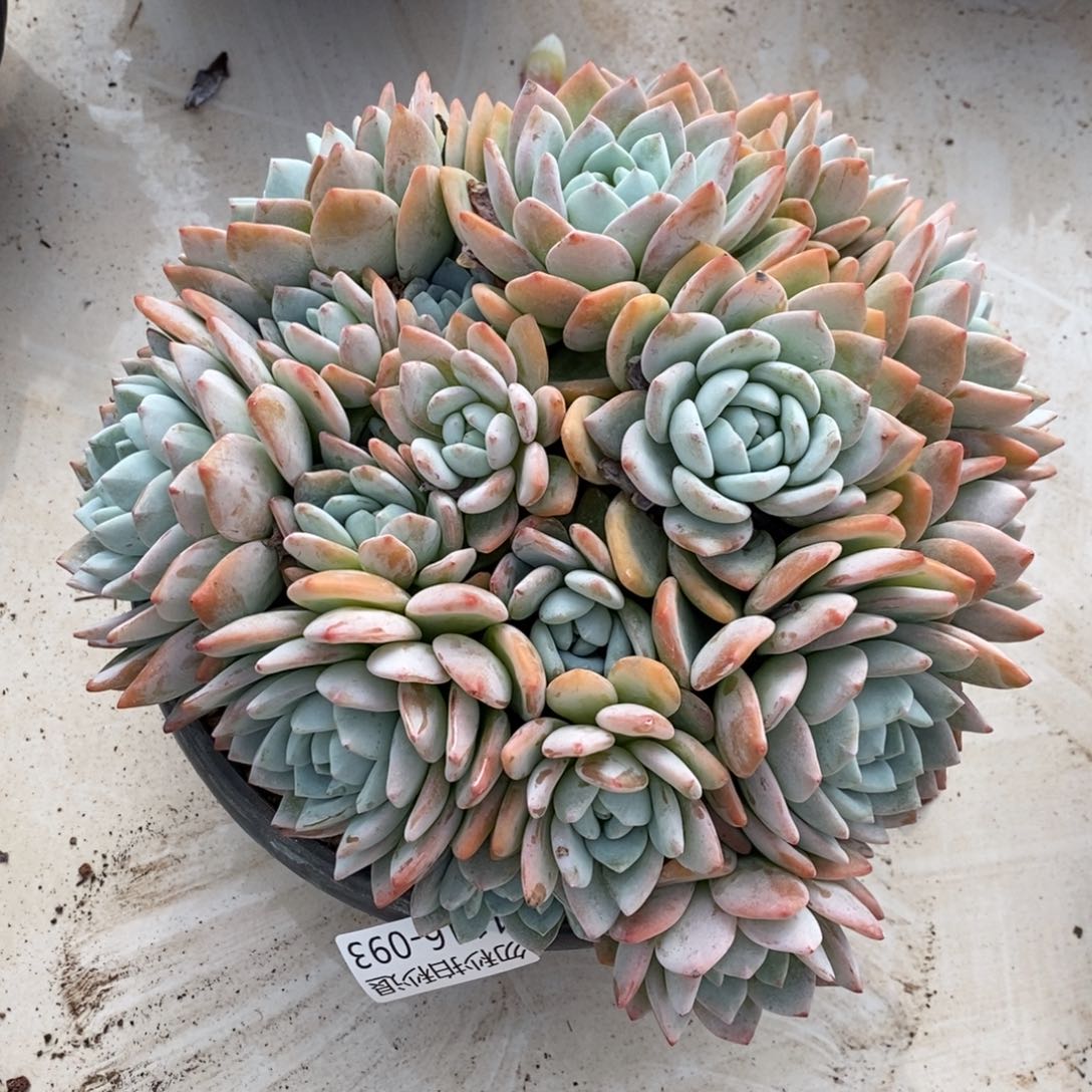 两单包邮1116-93冷香