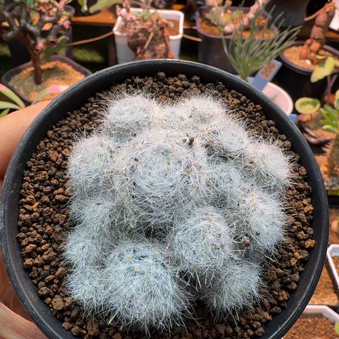 实生小霍星794 仙人掌