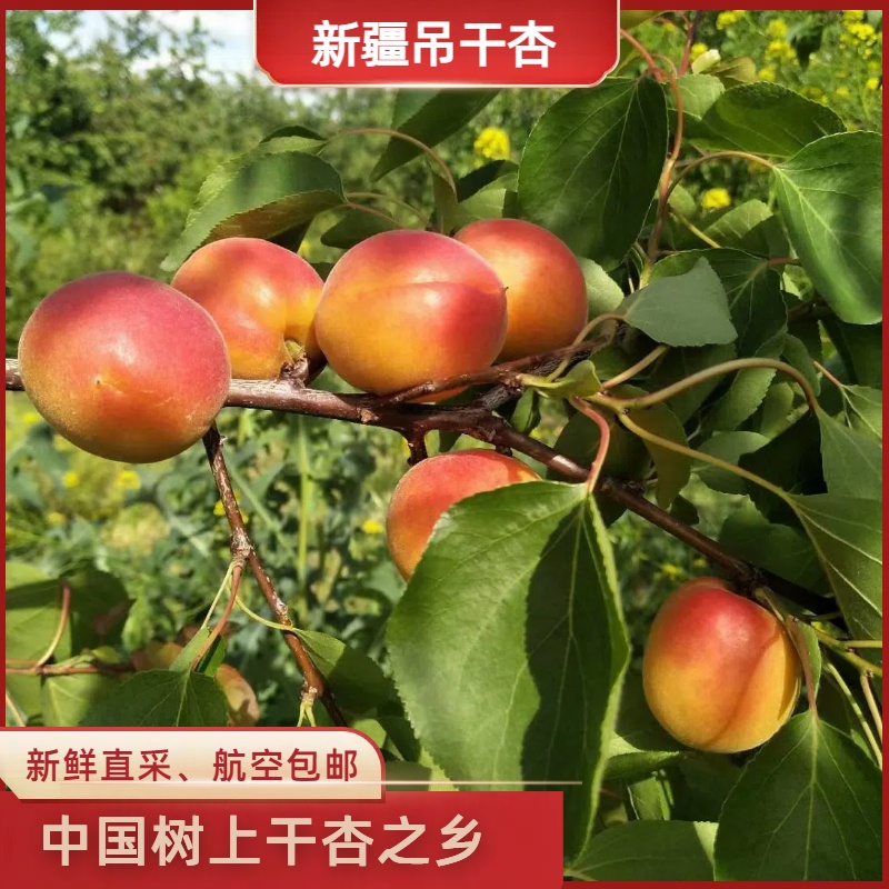 【顺丰空运】新疆伊犁树上干杏吊干杏产地果园现摘2斤3斤香甜小红杏