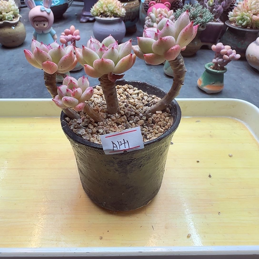 小暖萌友会福利A141