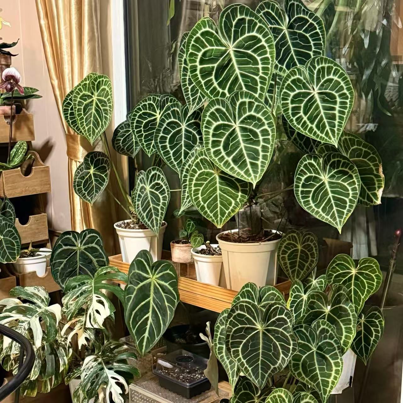 【克莱恩花烛】室内高端热植盆栽新手好养可水培观叶绿植