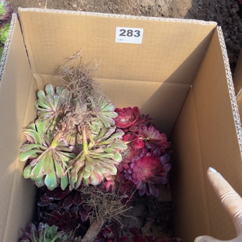 恩**造283箱拍组合多肉，