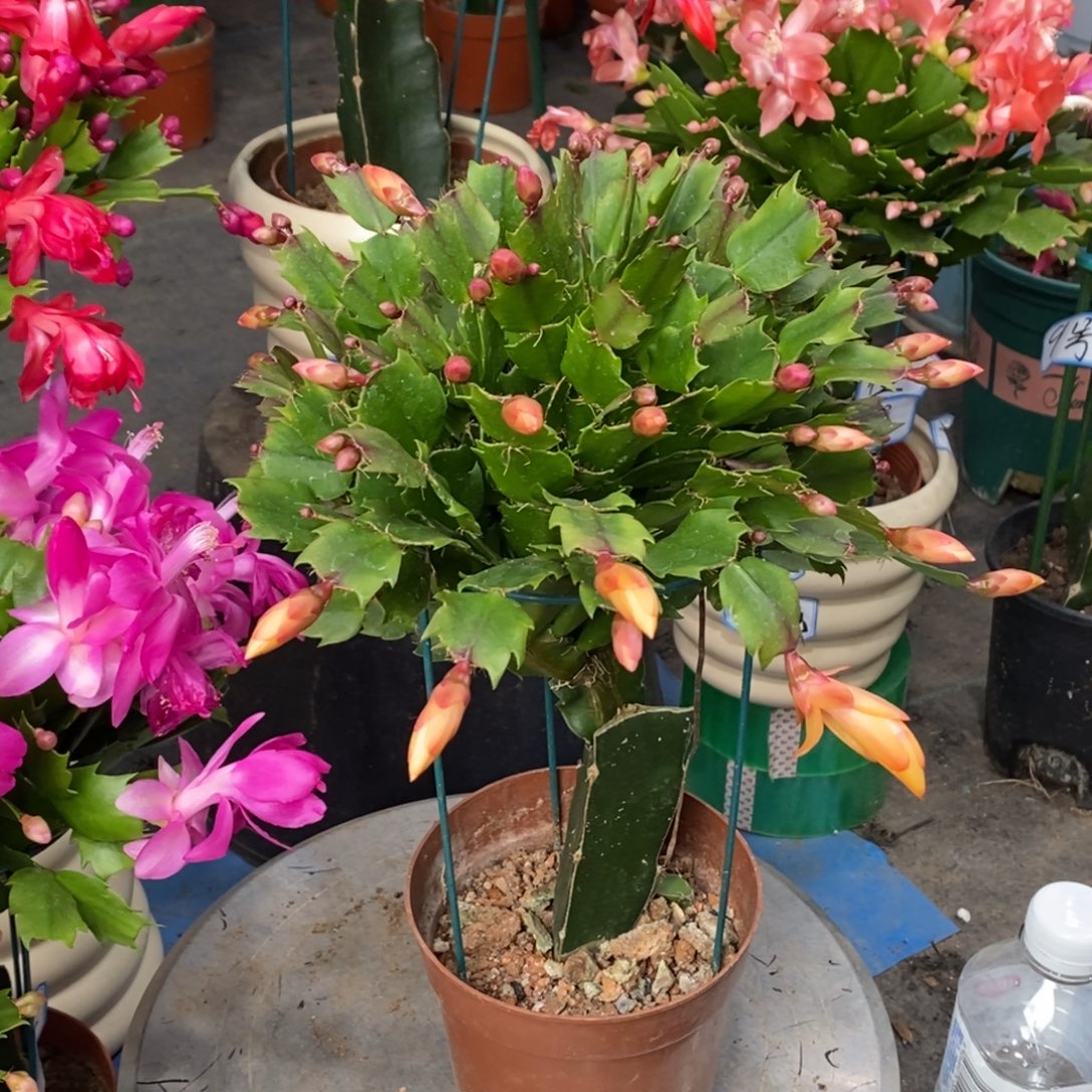 完全开放黄色索菲亚