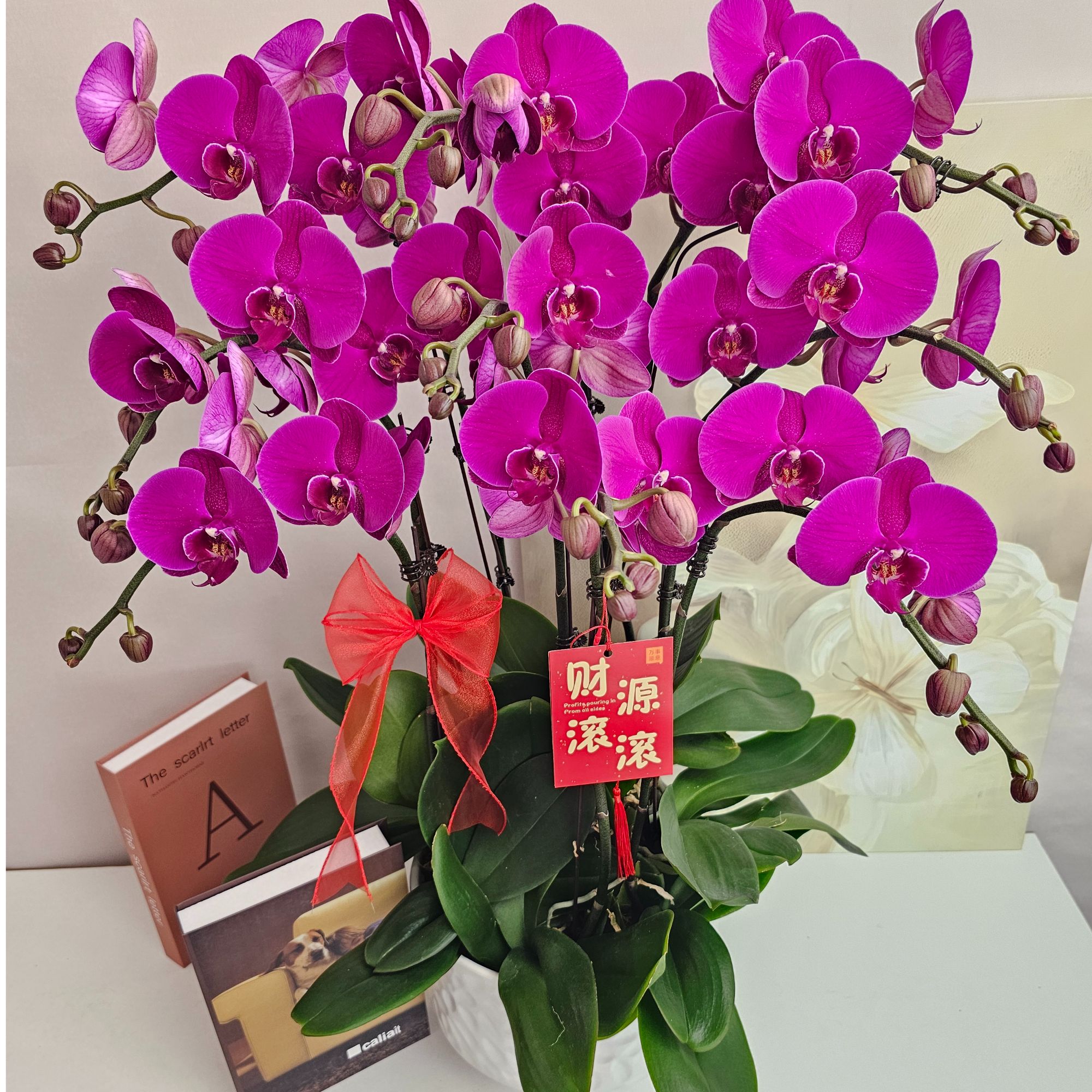 蝴蝶兰【大辣椒】鲜花盆栽室内观赏花花佛山基地直发好养易活