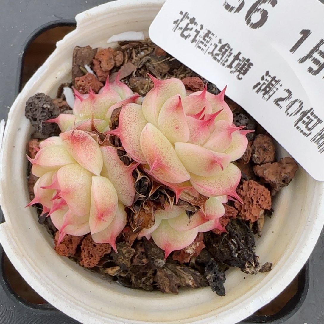 花语逸镜0129-536