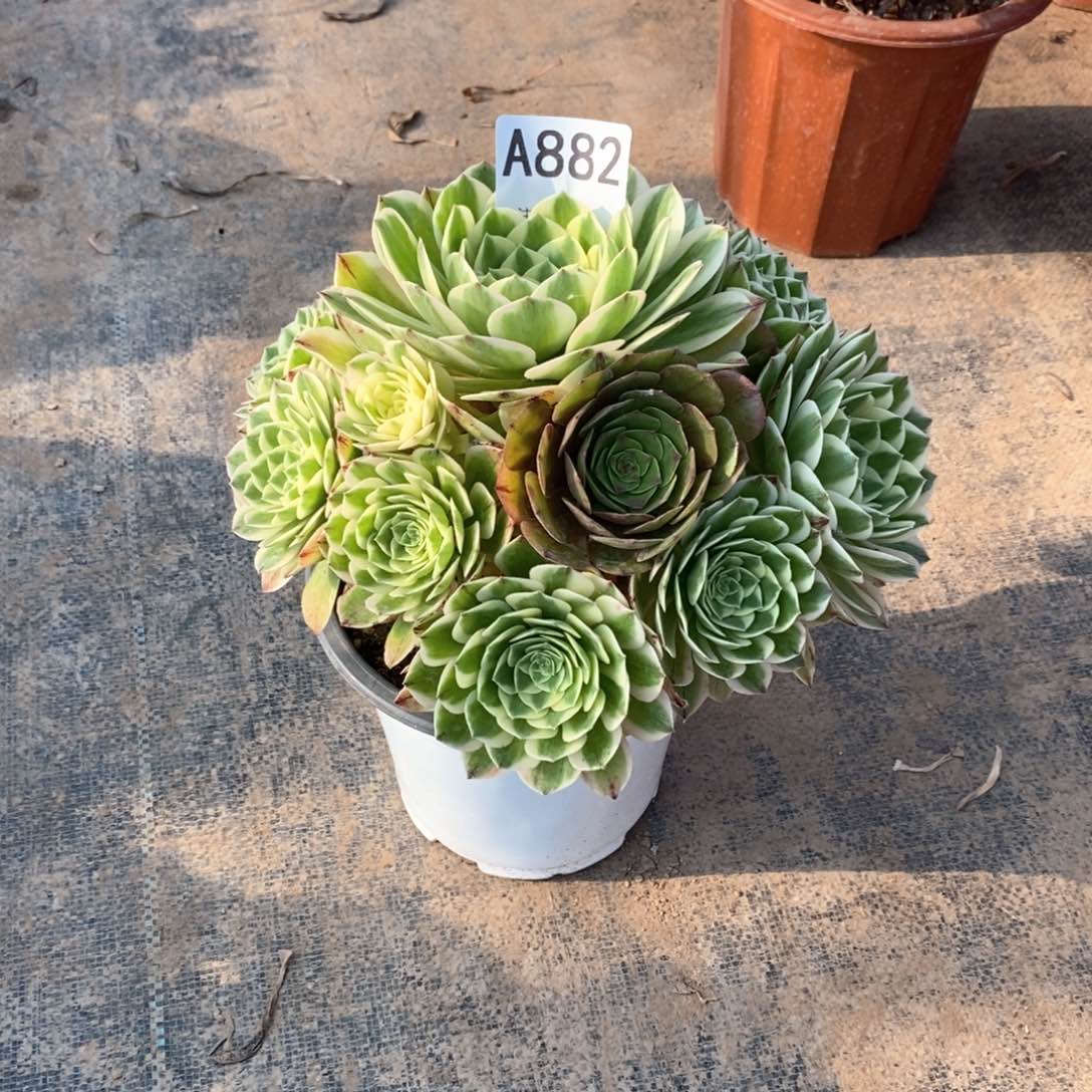 嫩桩伊丽莎白882多肉法师