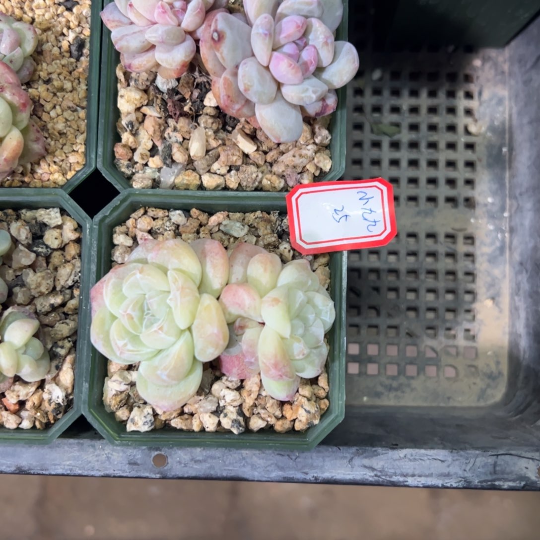 多肉植物多肉植物