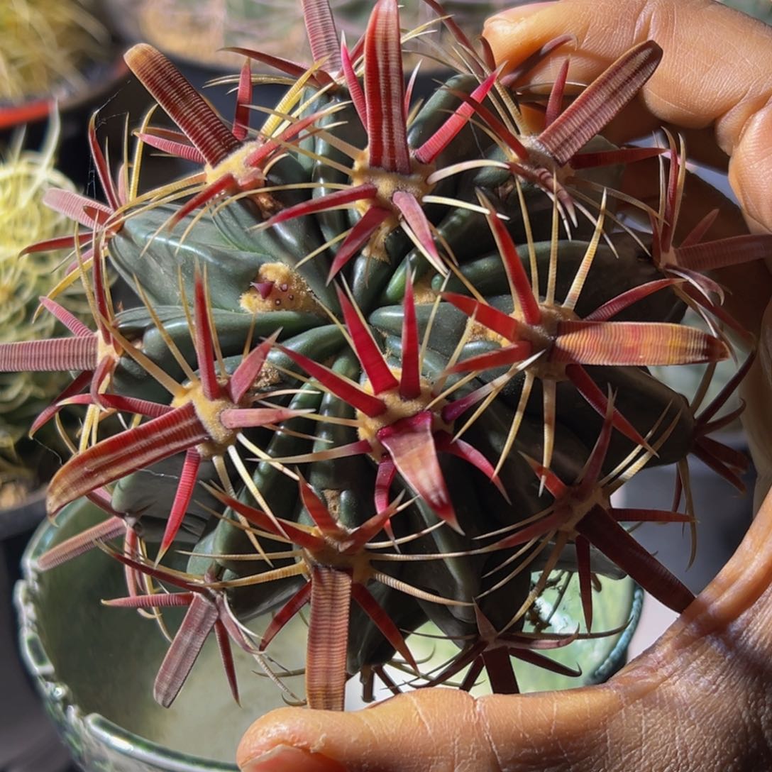 墨西哥丸叶超宽刺日出勾刺