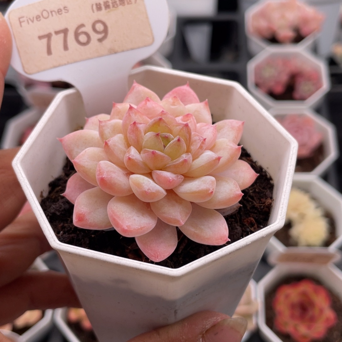 冰葡萄7769-5.0厘米