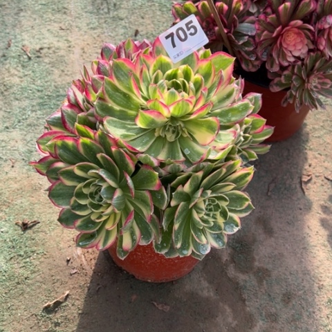 705海王手捧多肉