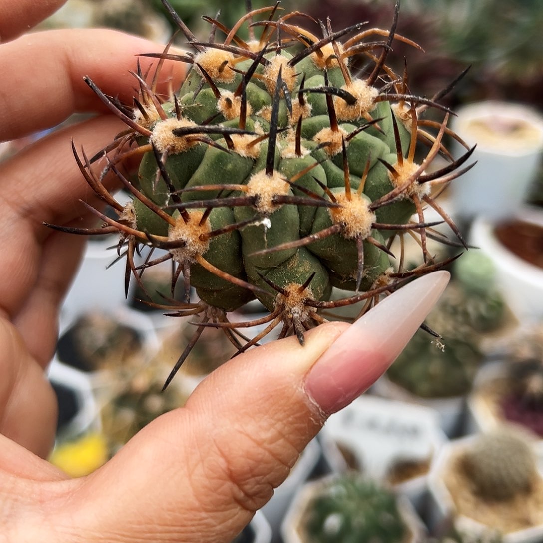 500津玉有根仙人球666666666