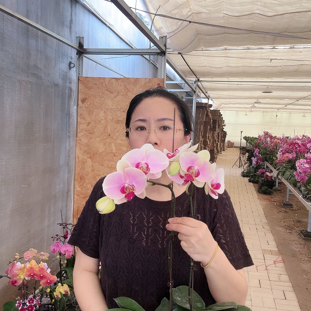 大部分开放少量花苞蒙娜丽莎2颗花微瑕