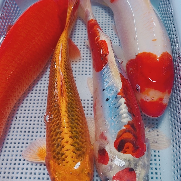 海水鱼锦鲤观赏鱼187