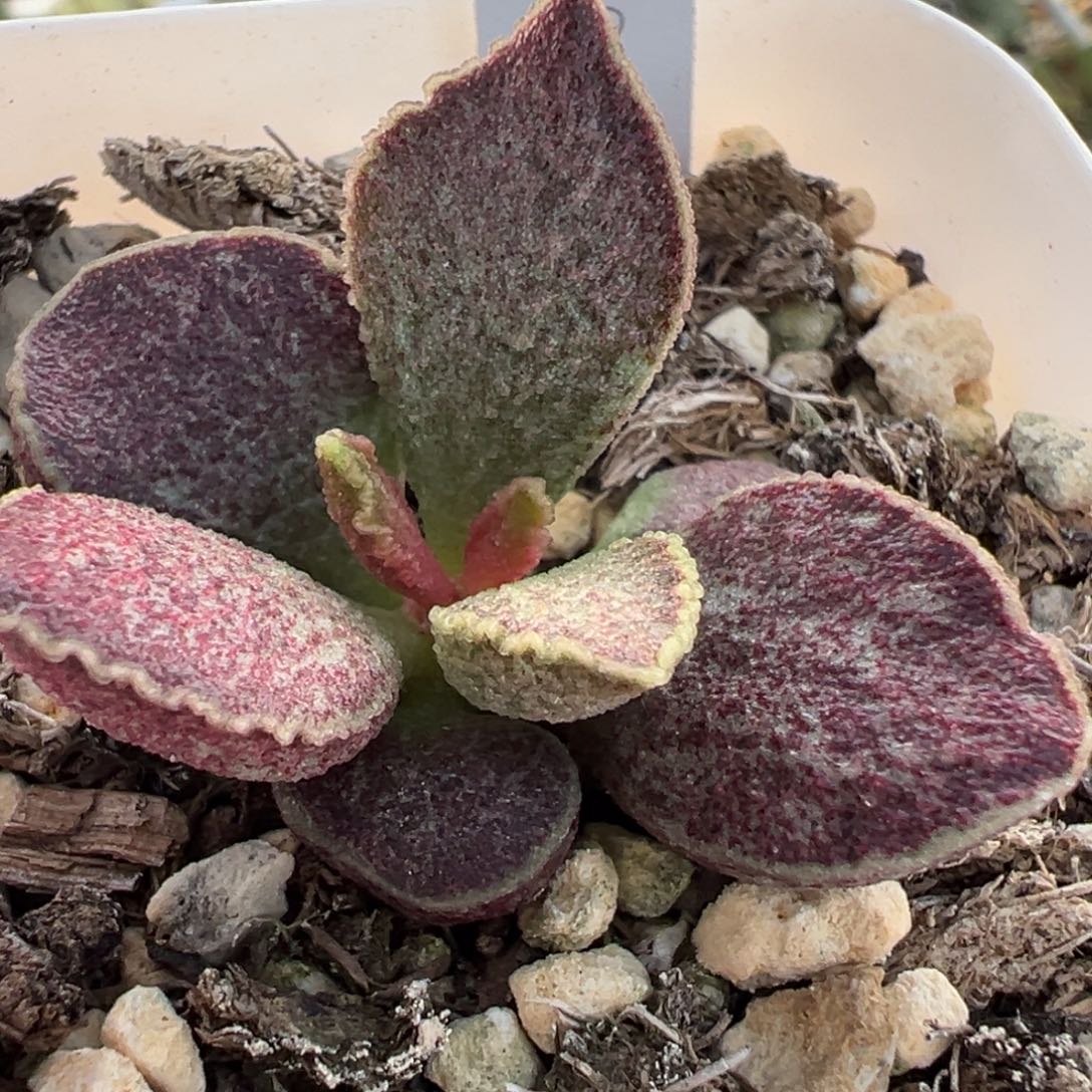 实生新品多肉植物水泡多肉植物
