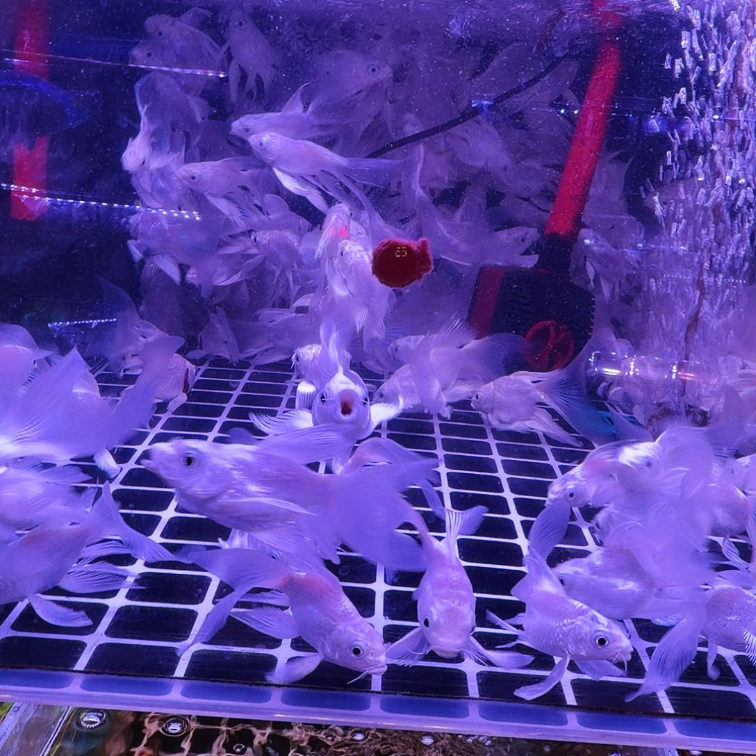 蝴蝶鲤鱼白色长尾长鳍8条(5条送3条备损)